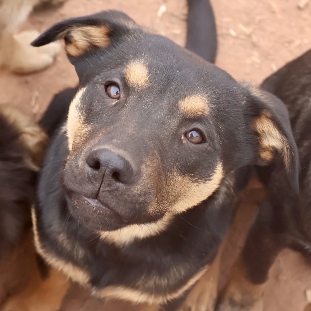 Loretta Lynn, an adoptable Mixed Breed in Moab, UT, 84532 | Photo Image 3