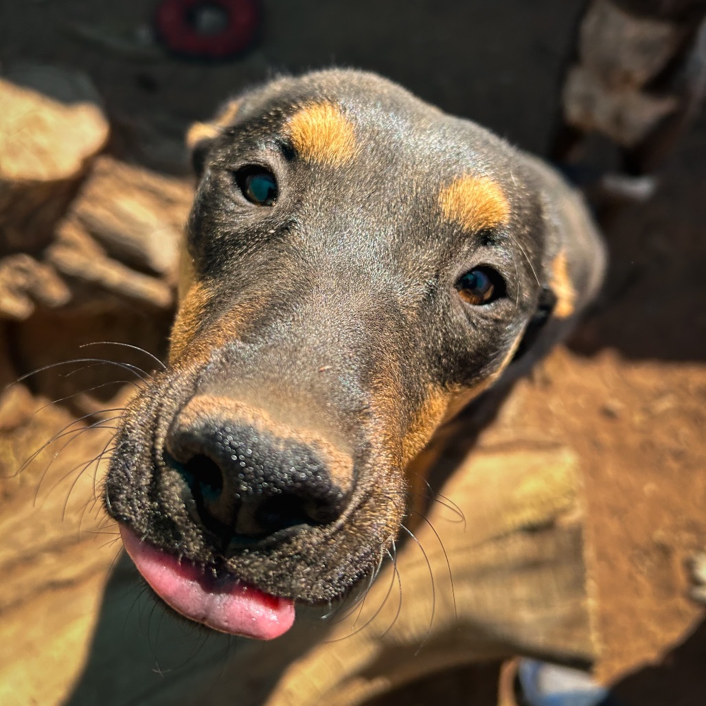 Loretta Lynn, an adoptable Mixed Breed in Moab, UT, 84532 | Photo Image 4