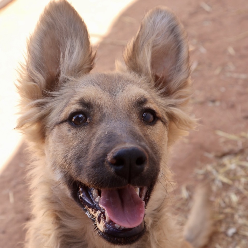 Dolly Parton, an adoptable Mixed Breed in Moab, UT, 84532 | Photo Image 1