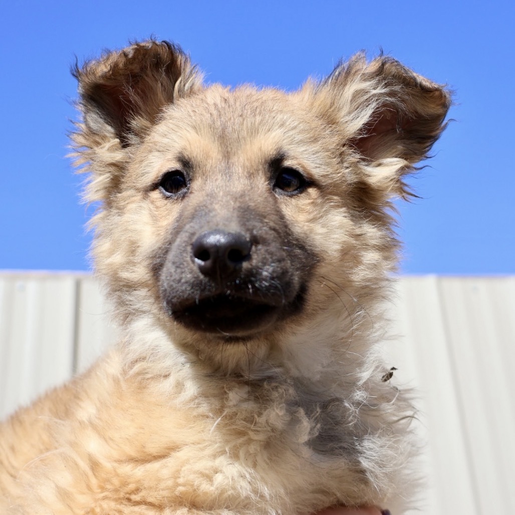 Dolly Parton, an adoptable Mixed Breed in Moab, UT, 84532 | Photo Image 2