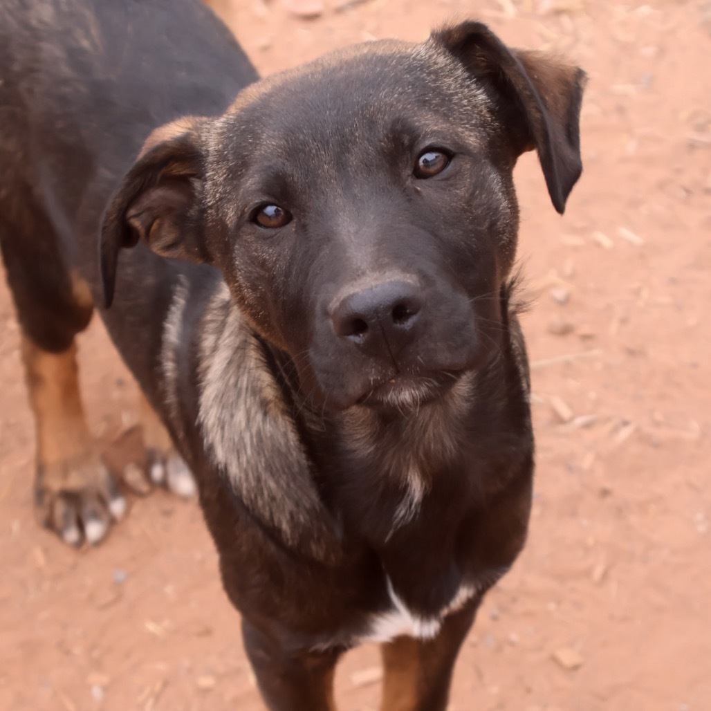Johnny Cash, an adoptable Mixed Breed in Moab, UT, 84532 | Photo Image 1