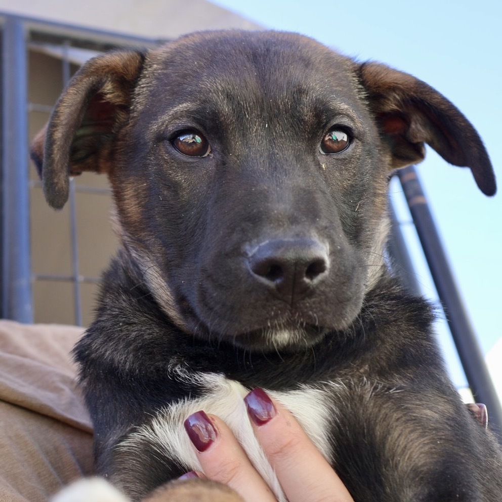 Johnny Cash, an adoptable Mixed Breed in Moab, UT, 84532 | Photo Image 2