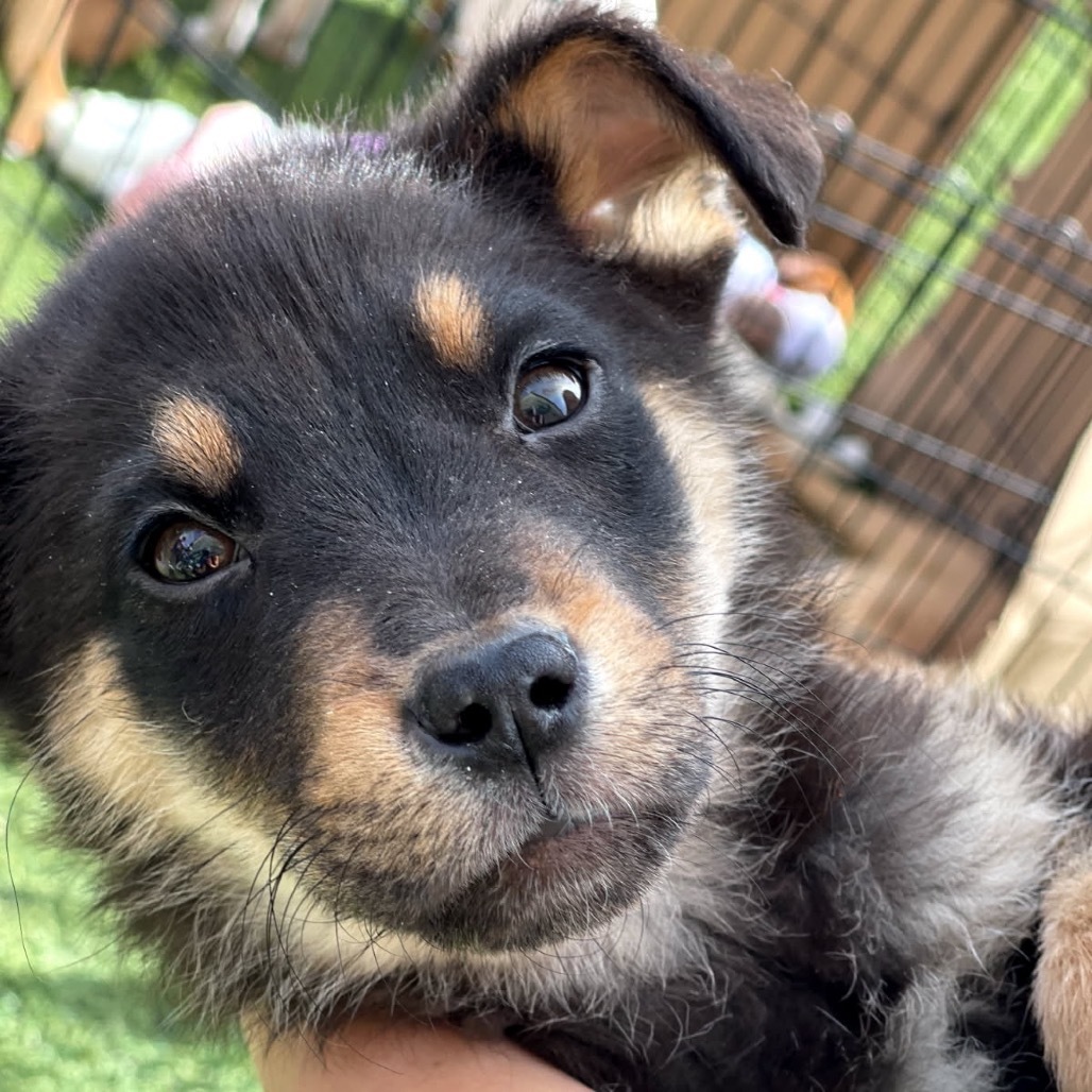Raphael, an adoptable Mixed Breed in Moab, UT, 84532 | Photo Image 1