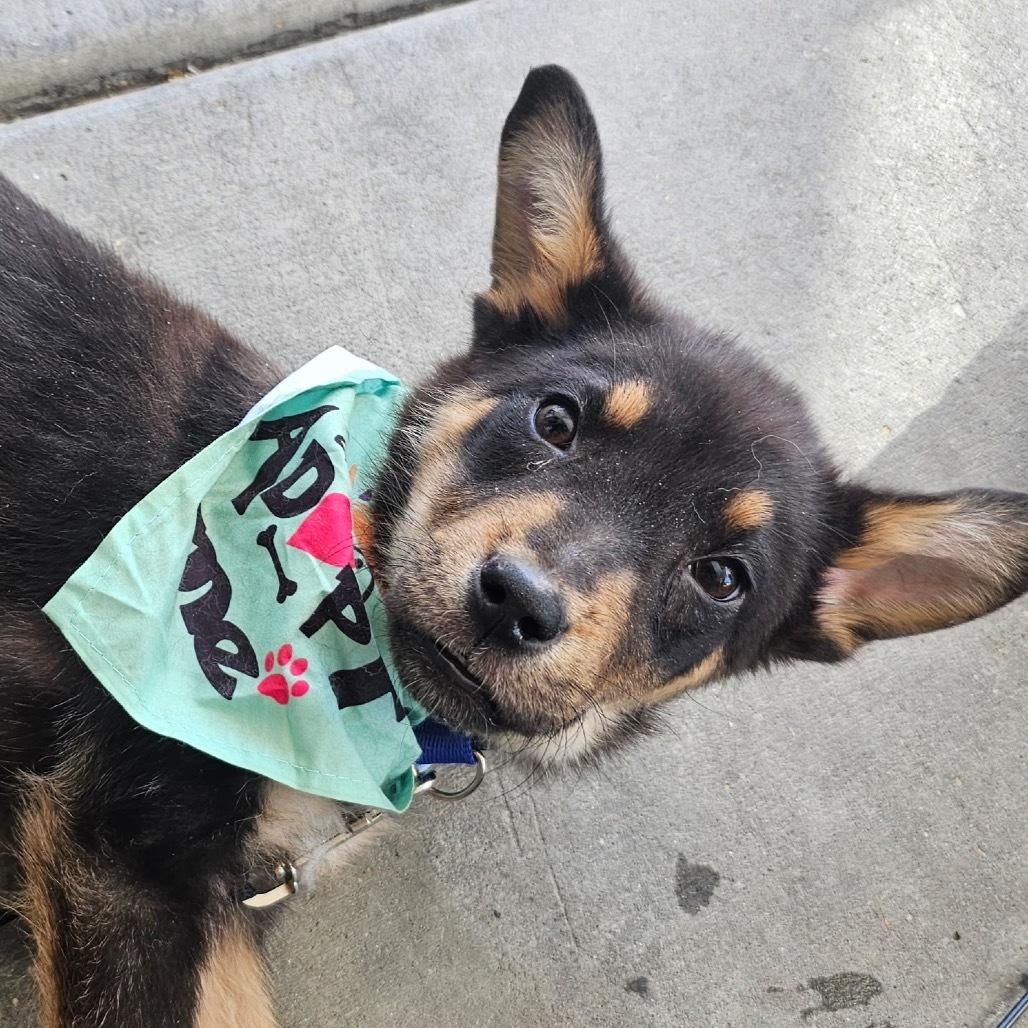Raphael, an adoptable Mixed Breed in Moab, UT, 84532 | Photo Image 1