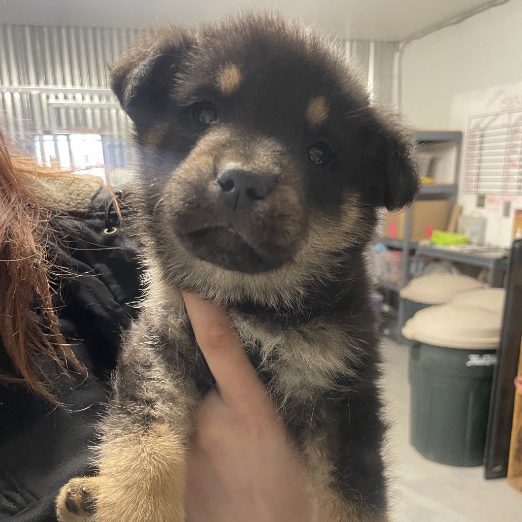 Raphael, an adoptable Mixed Breed in Moab, UT, 84532 | Photo Image 2