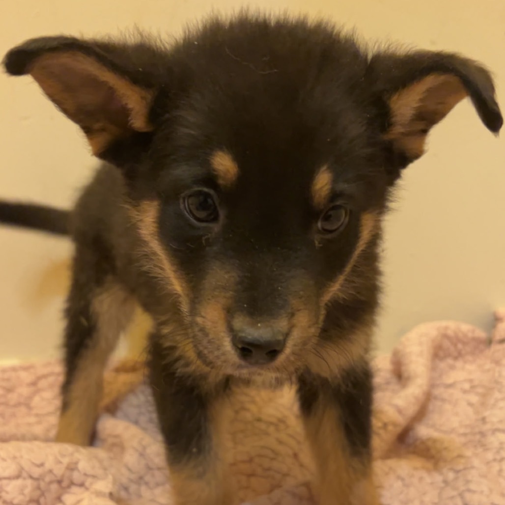 Raphael, an adoptable Mixed Breed in Moab, UT, 84532 | Photo Image 3