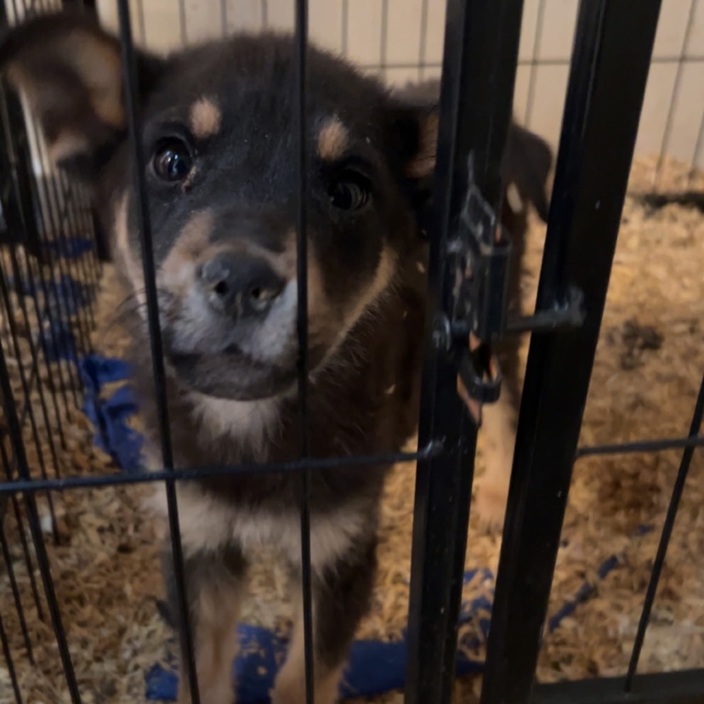 Raphael, an adoptable Mixed Breed in Moab, UT, 84532 | Photo Image 4