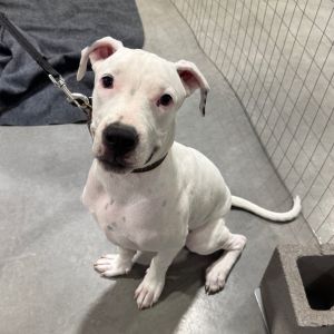 Toby, Young Female Pit Bull Terrier
