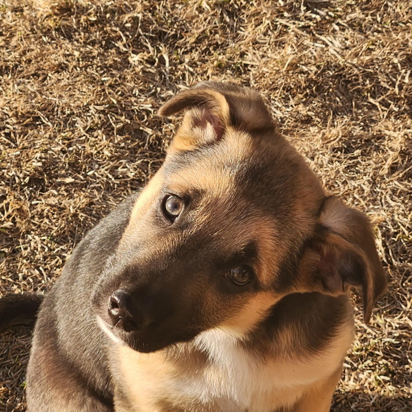 Kalani, an adoptable Mixed Breed in Duluth, MN, 55804 | Photo Image 2