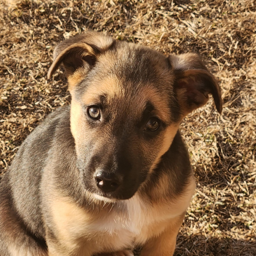 Kalani, an adoptable Mixed Breed in Duluth, MN, 55804 | Photo Image 4
