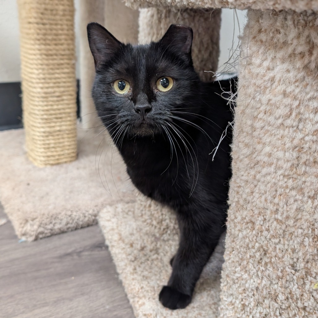 Juliet, an adoptable Domestic Short Hair in Spokane, WA, 99217 | Photo Image 1