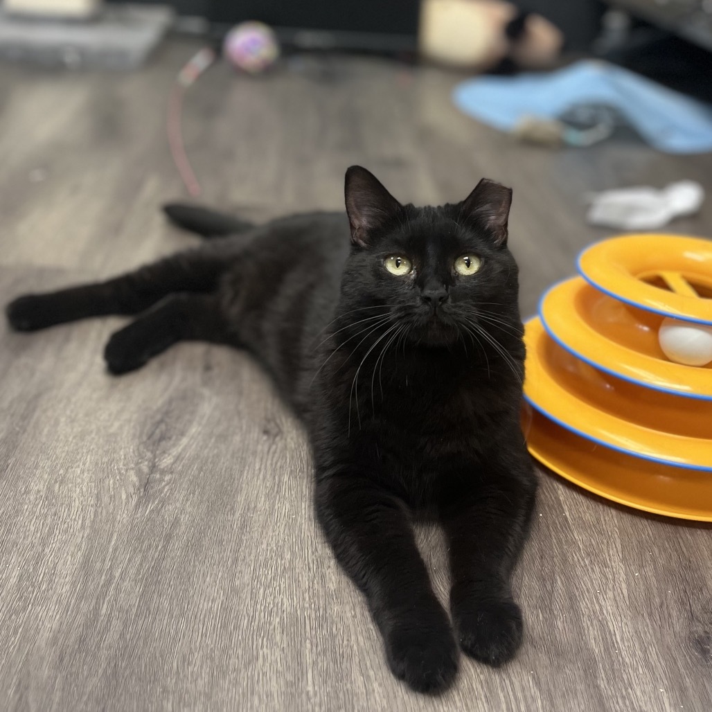 Juliet, an adoptable Domestic Short Hair in Spokane, WA, 99217 | Photo Image 1