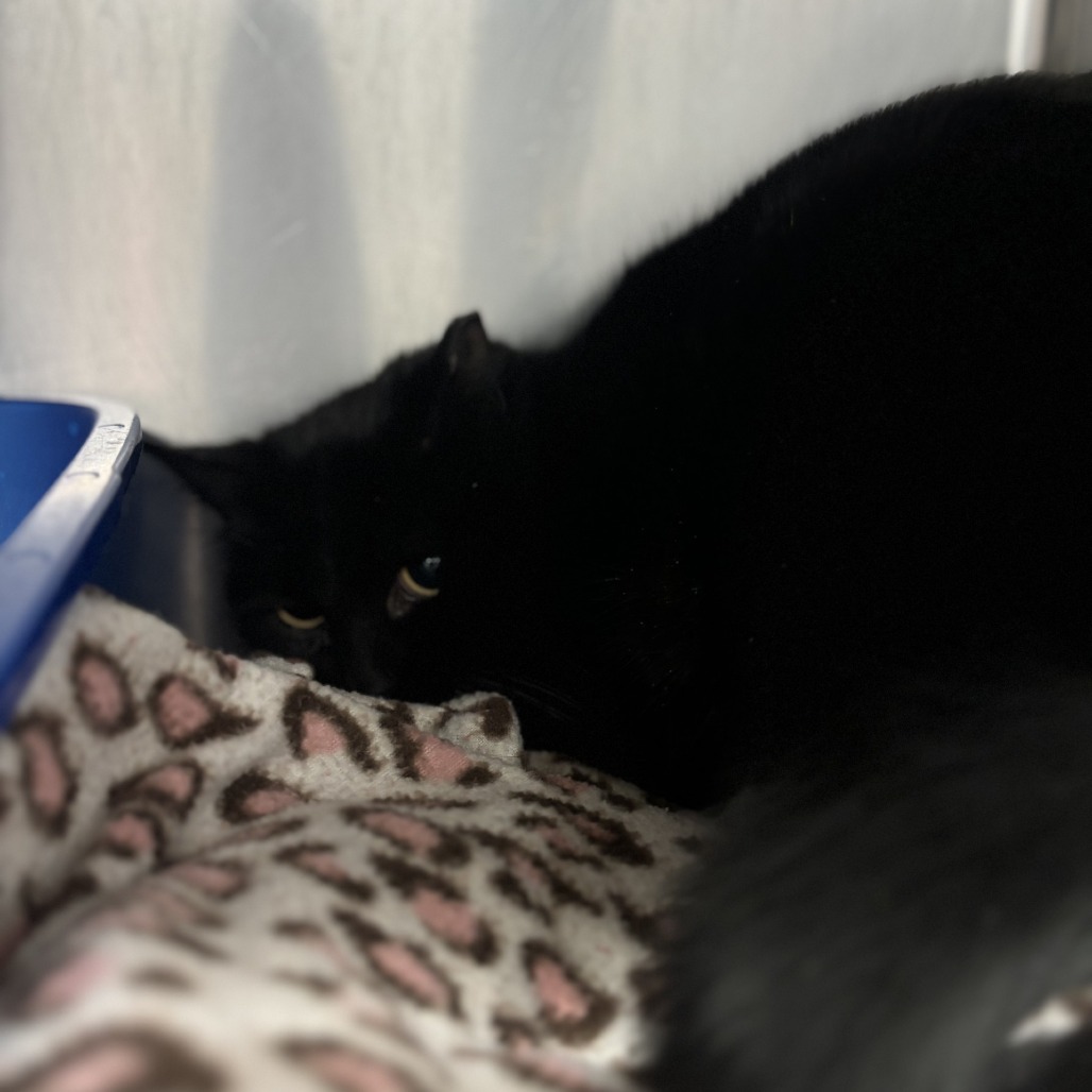 Juliet, an adoptable Domestic Short Hair in Spokane, WA, 99217 | Photo Image 2