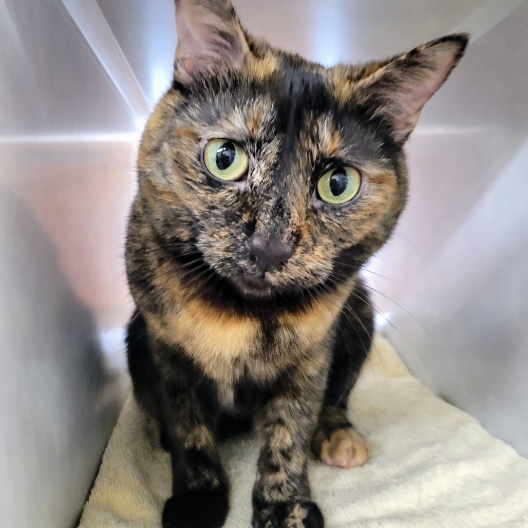 Tish, an adoptable Domestic Short Hair in Glenwood Springs, CO, 81601 | Photo Image 1
