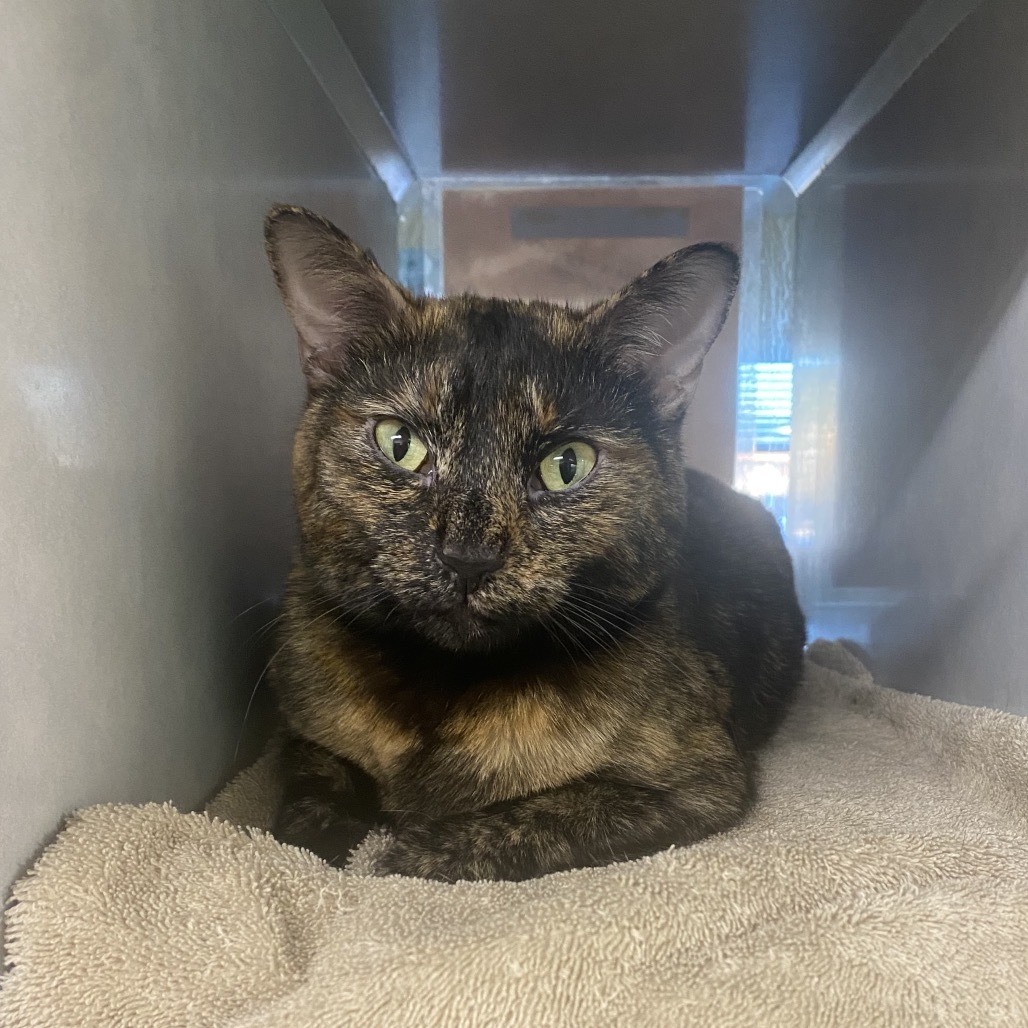 Tish, an adoptable Domestic Short Hair in Glenwood Springs, CO, 81601 | Photo Image 2