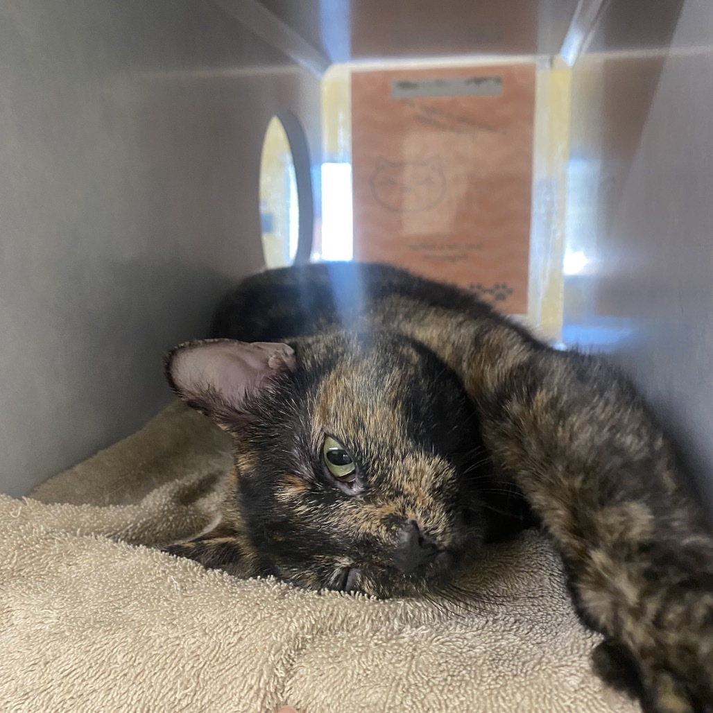 Tish, an adoptable Domestic Short Hair in Glenwood Springs, CO, 81601 | Photo Image 3