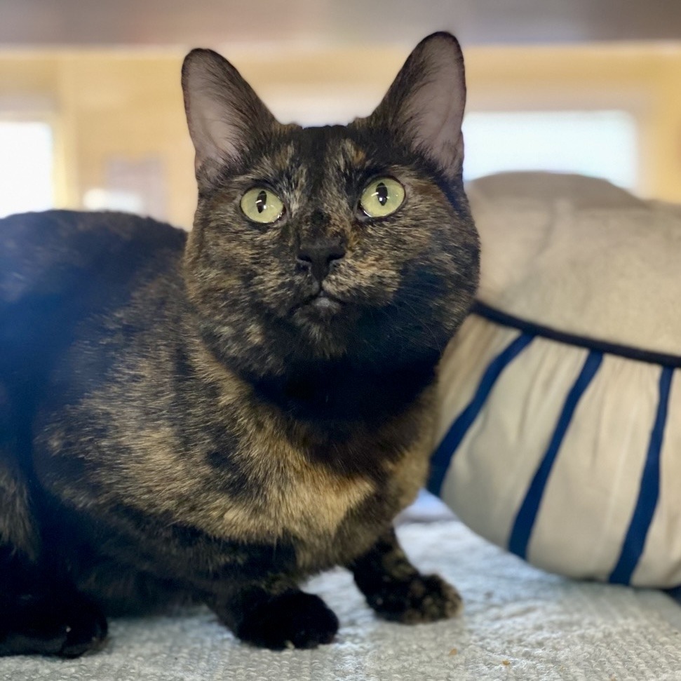 Tish, an adoptable Domestic Short Hair in Glenwood Springs, CO, 81601 | Photo Image 4