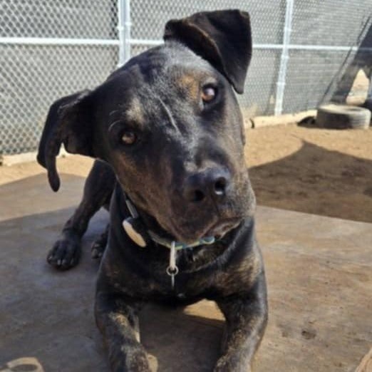 Preston, an adoptable Shepherd in Tuba City, AZ, 86045 | Photo Image 1