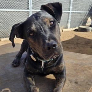 Preston, Young Male Shepherd