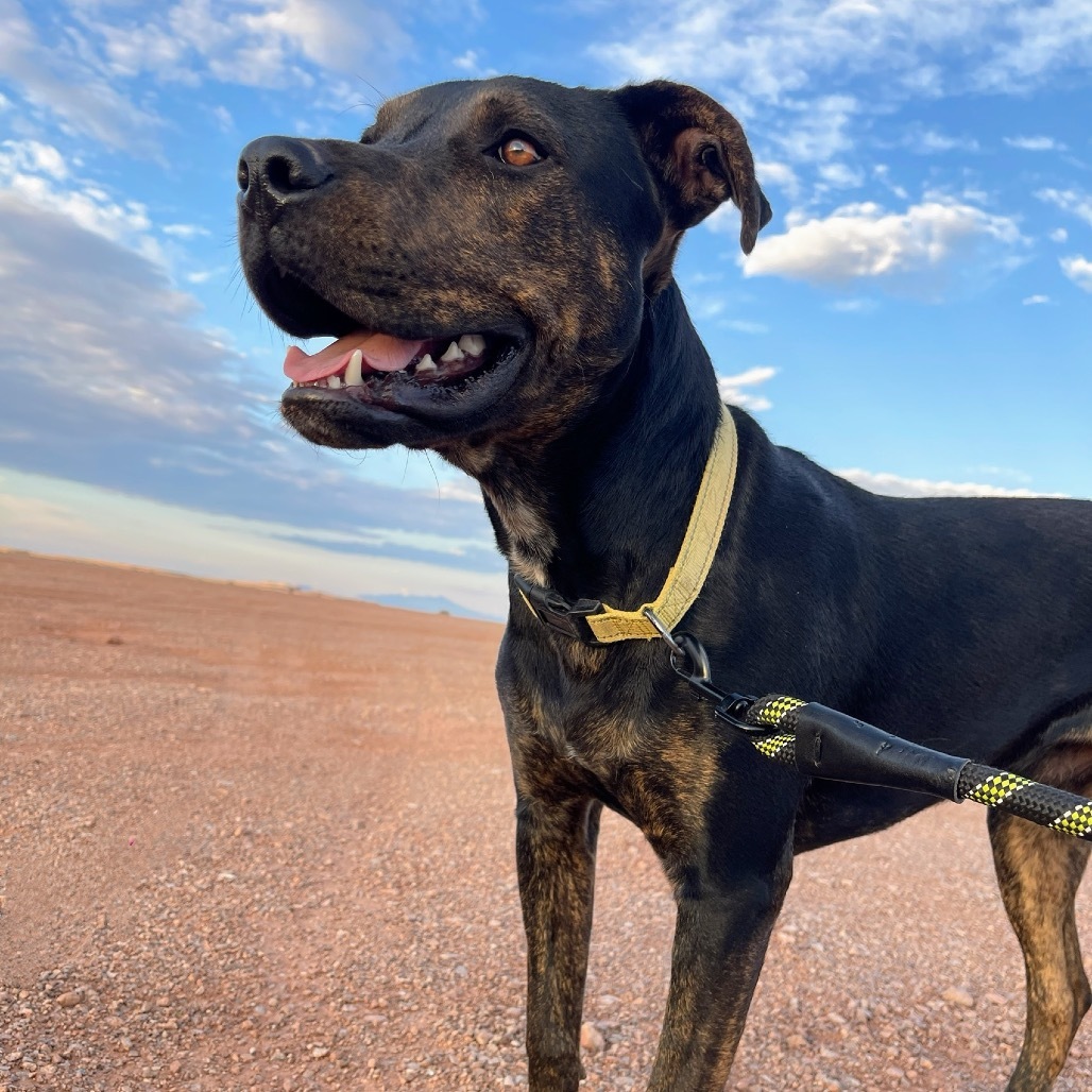 Preston, an adoptable Shepherd in Tuba City, AZ, 86045 | Photo Image 1