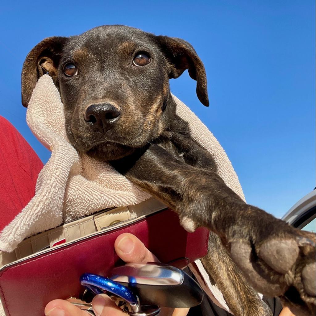 Preston, an adoptable Shepherd in Tuba City, AZ, 86045 | Photo Image 2