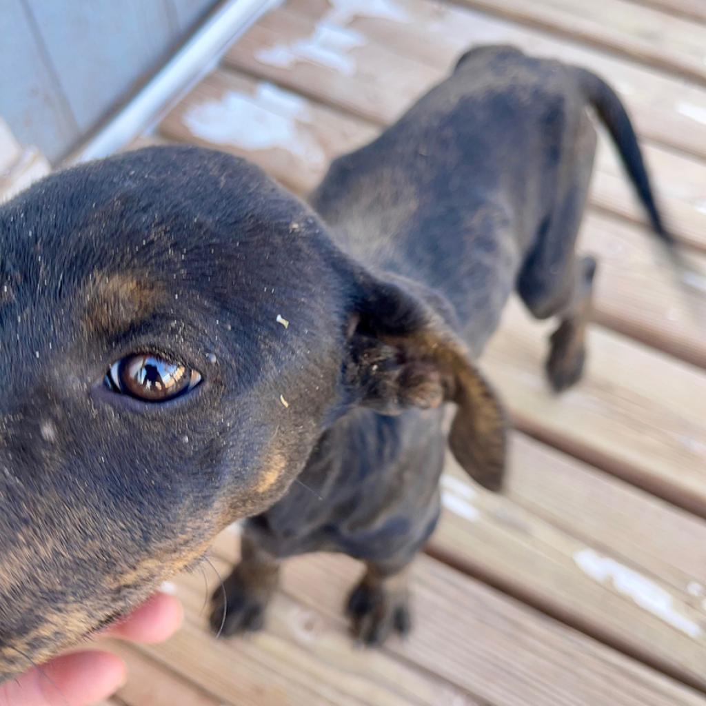 Preston, an adoptable Shepherd in Tuba City, AZ, 86045 | Photo Image 3