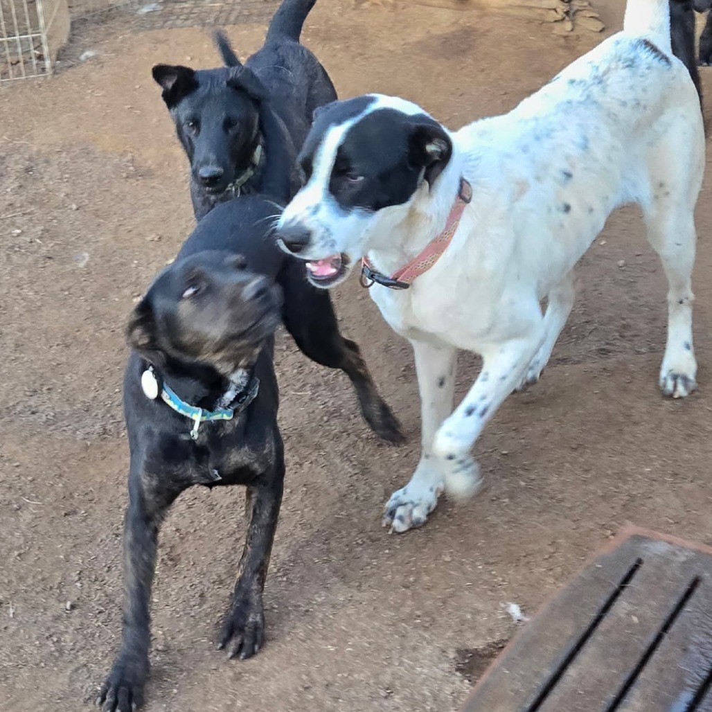 Preston, an adoptable Shepherd in Tuba City, AZ, 86045 | Photo Image 4