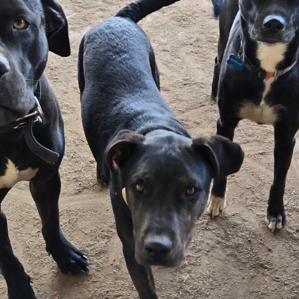 Preston, an adoptable Shepherd in Tuba City, AZ, 86045 | Photo Image 4