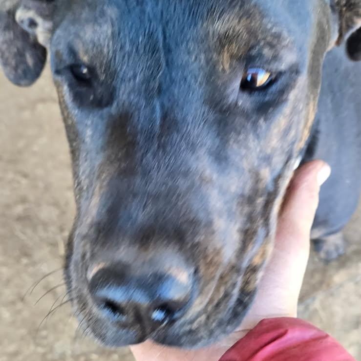Preston, an adoptable Shepherd in Tuba City, AZ, 86045 | Photo Image 5