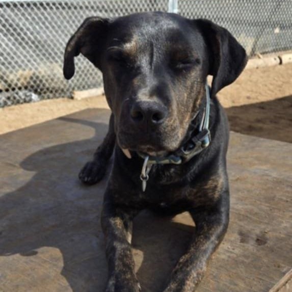 Preston, an adoptable Shepherd in Tuba City, AZ, 86045 | Photo Image 6