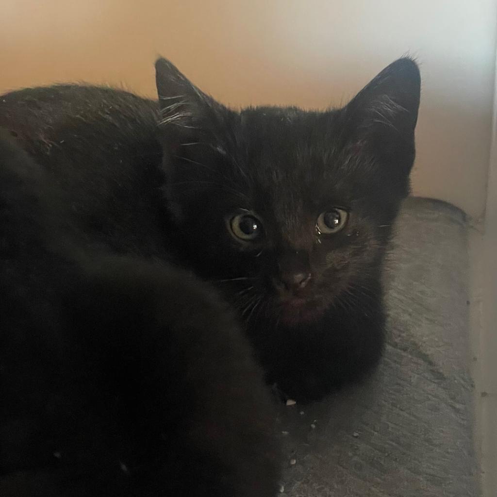 Kermit, an adoptable Domestic Short Hair in Prescott, AZ, 86304 | Photo Image 2