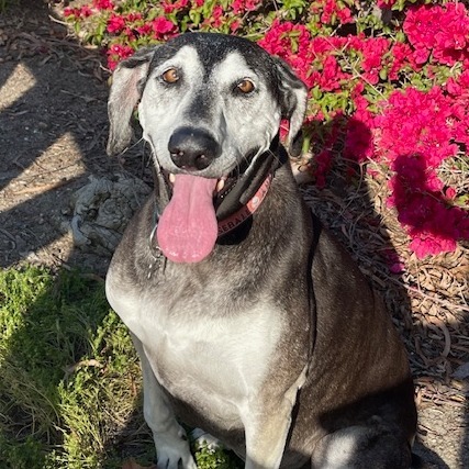 Shadow, an adoptable Husky, Saluki in Ramona, CA, 92065 | Photo Image 1