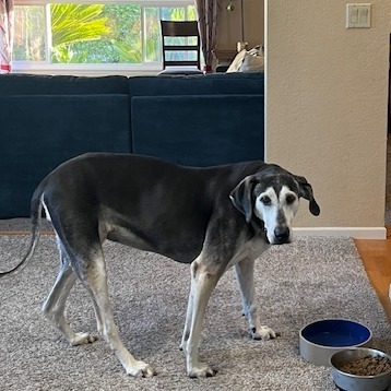 Shadow, an adoptable Husky, Saluki in Ramona, CA, 92065 | Photo Image 2