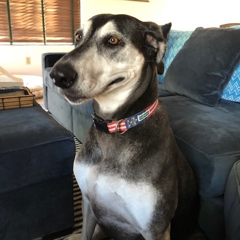 Shadow, an adoptable Husky, Saluki in Ramona, CA, 92065 | Photo Image 3