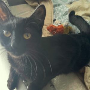 Perkins, Young Female Domestic Short Hair