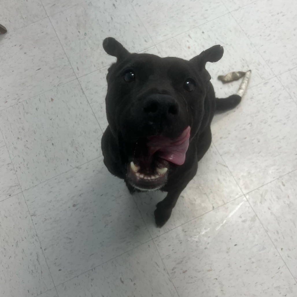 Midnight, an adoptable Pit Bull Terrier, Labrador Retriever in Garden City, KS, 67846 | Photo Image 1