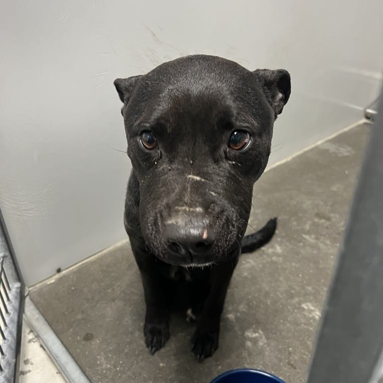 Midnight, an adoptable Pit Bull Terrier, Labrador Retriever in Garden City, KS, 67846 | Photo Image 2