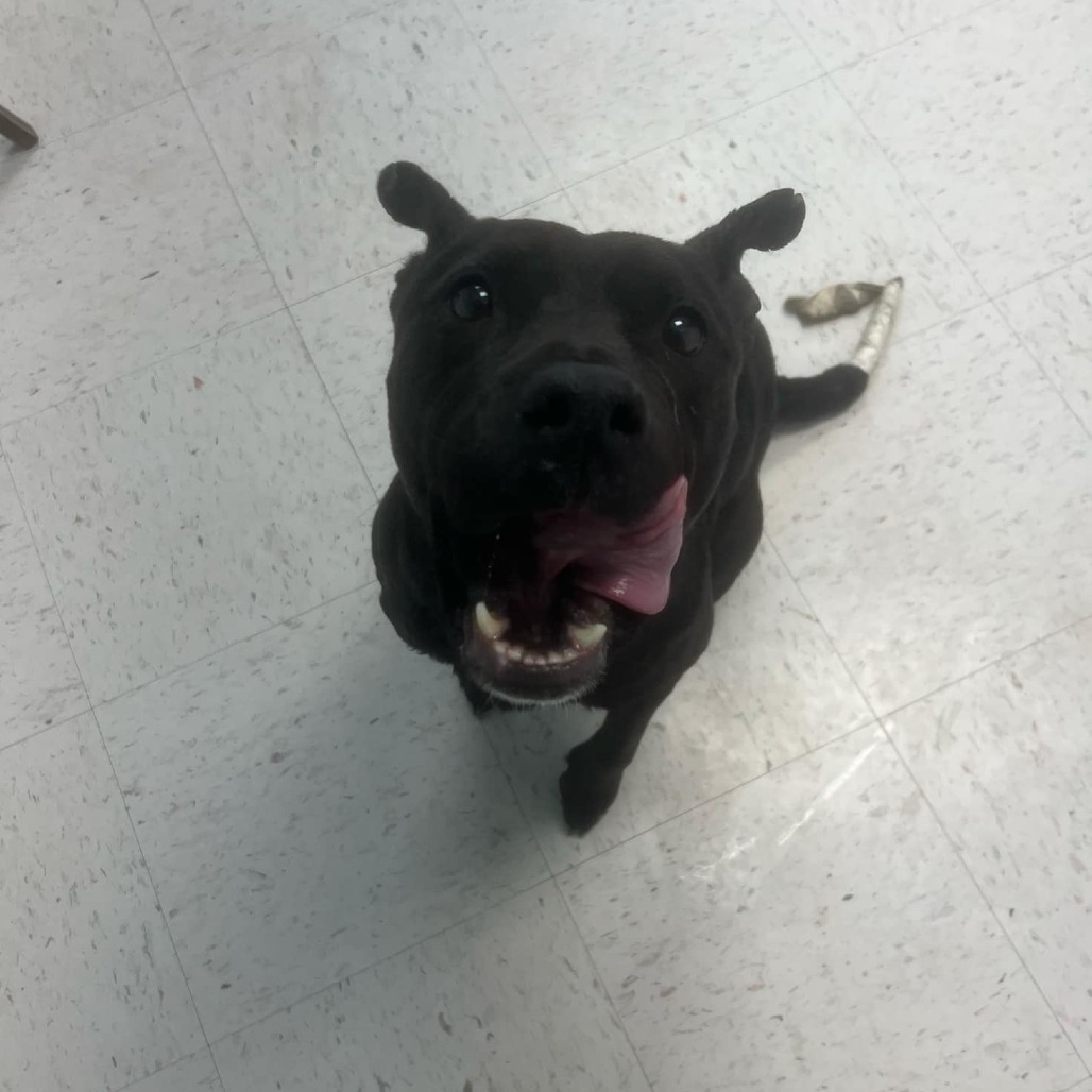 Midnight, an adoptable Pit Bull Terrier, Labrador Retriever in Garden City, KS, 67846 | Photo Image 4