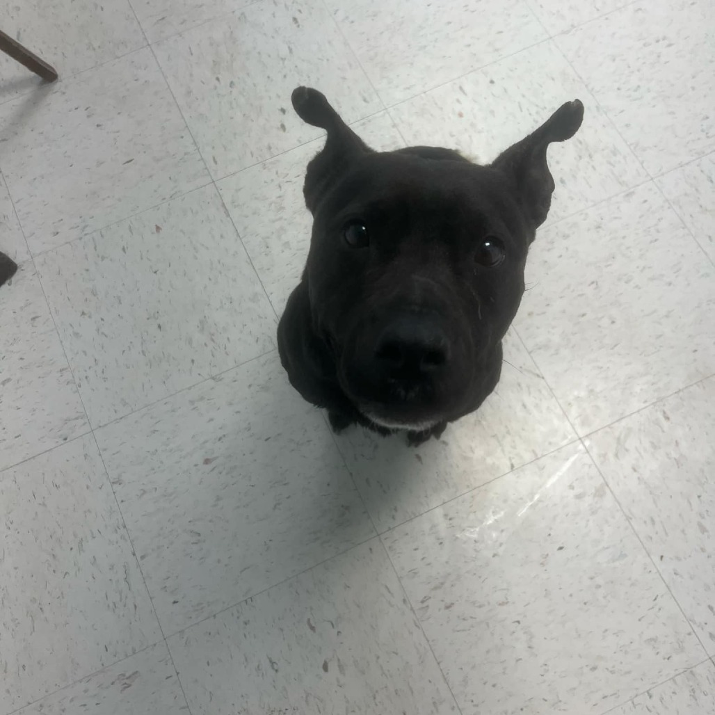 Midnight, an adoptable Pit Bull Terrier, Labrador Retriever in Garden City, KS, 67846 | Photo Image 5
