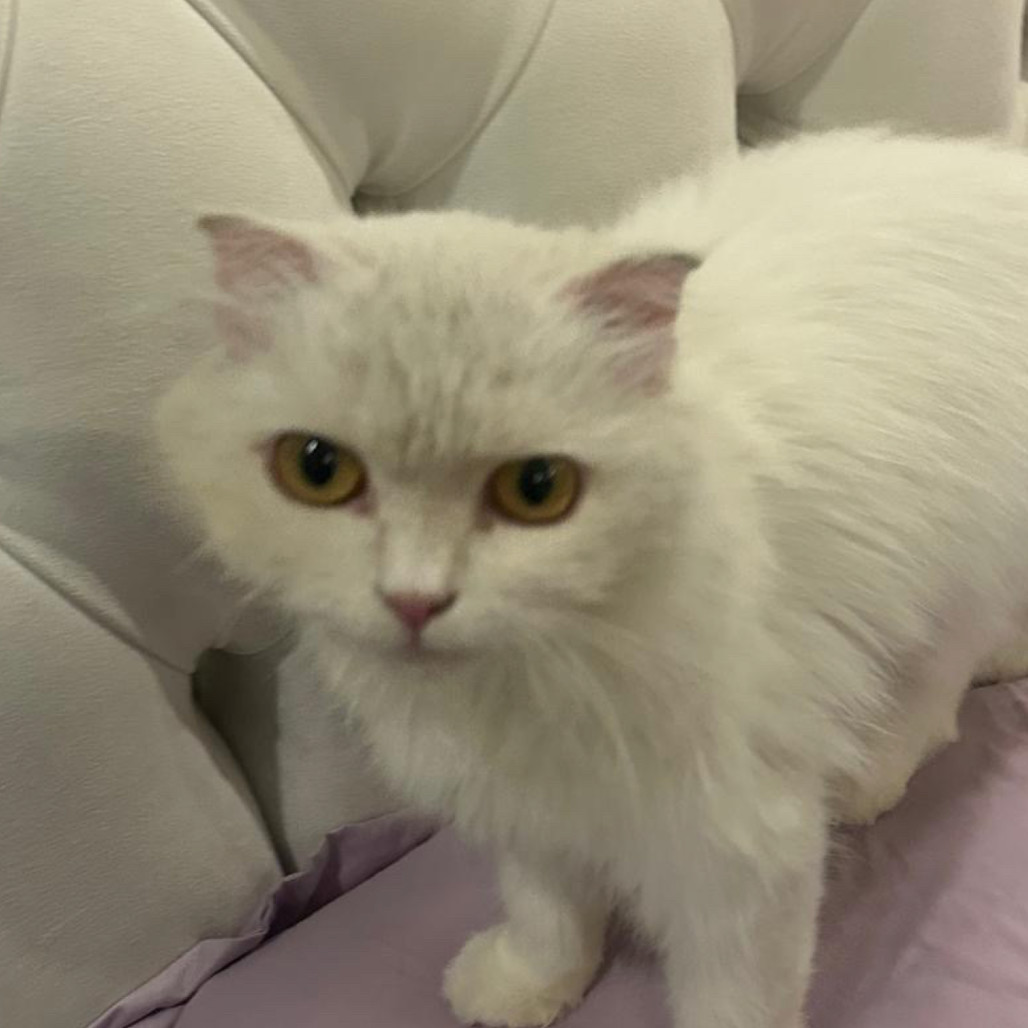 Luanne (Lulu) Kuwait