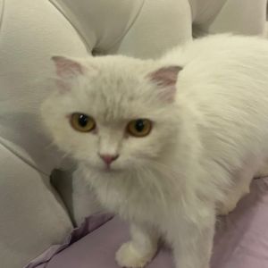 Luanne (Lulu) Kuwait, Adult Female unknown