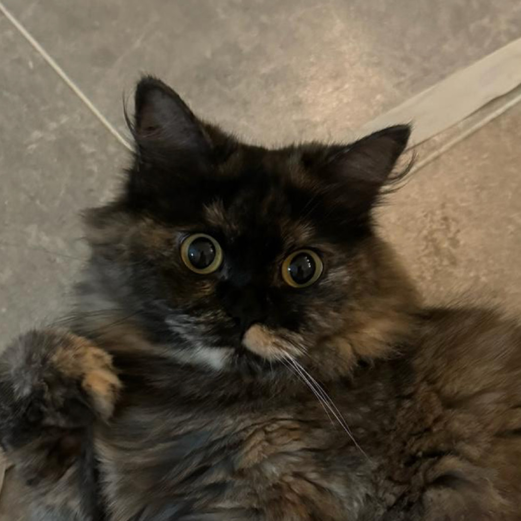 Lilou (Lilo) Kuwait (bonded with Bambina Kuwait)