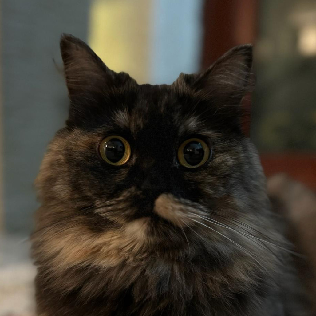 Lilou (Lilo) Kuwait (bonded with Bambina Kuwait)
