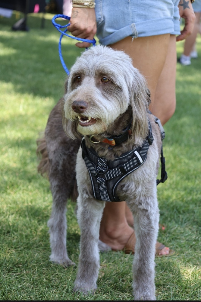 Scout, an adoptable Goldendoodle in Herriman, UT, 84096 | Photo Image 1