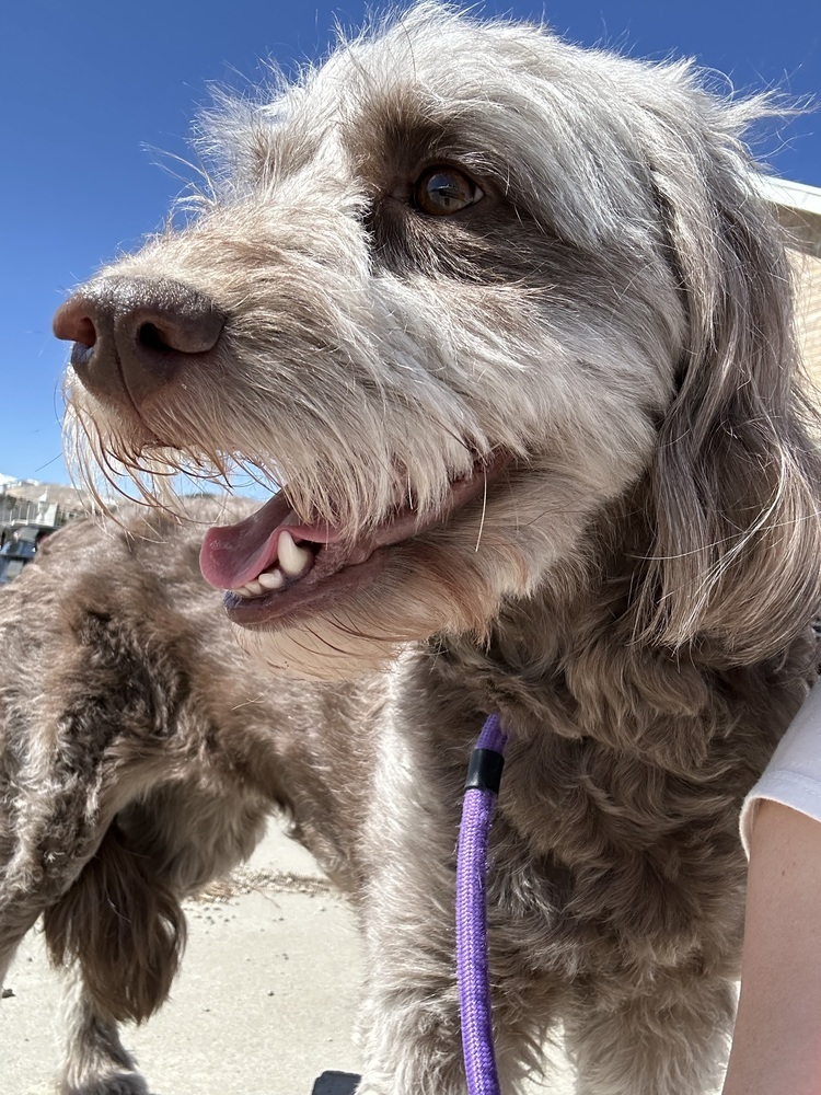 Scout, an adoptable Goldendoodle in Herriman, UT, 84096 | Photo Image 2