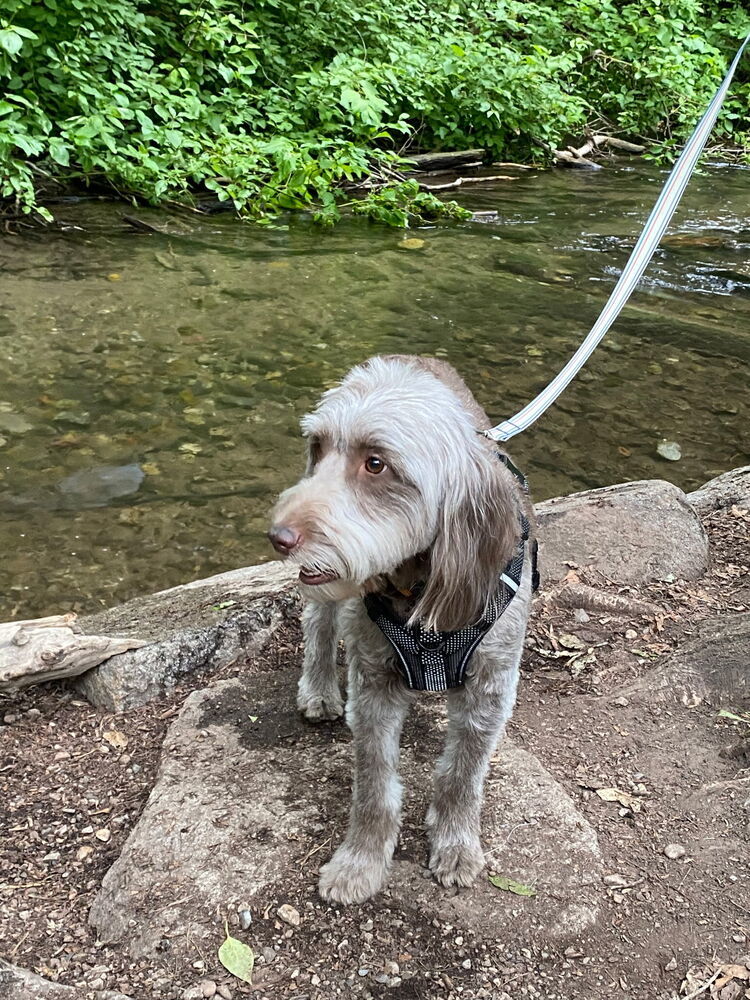 Scout, an adoptable Goldendoodle in Herriman, UT, 84096 | Photo Image 2