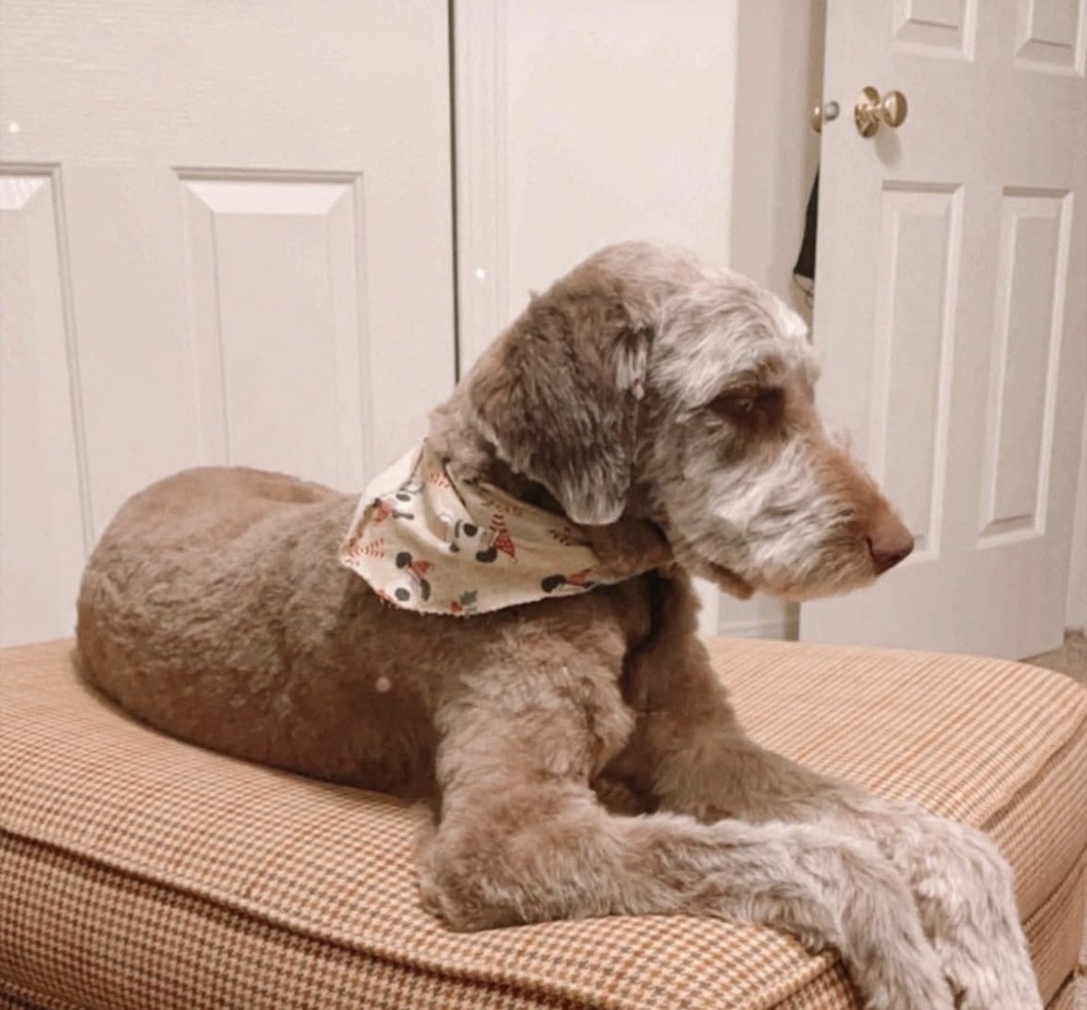 Scout, an adoptable Goldendoodle in Herriman, UT, 84096 | Photo Image 3