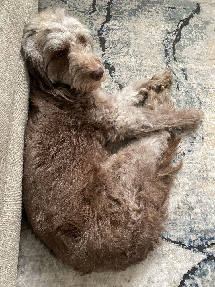 Scout, an adoptable Goldendoodle in Herriman, UT, 84096 | Photo Image 3