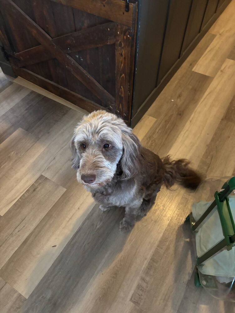 Scout, an adoptable Goldendoodle in Herriman, UT, 84096 | Photo Image 4