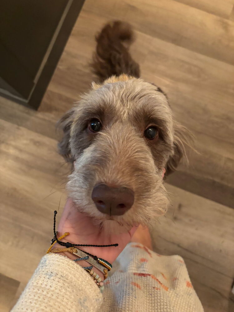 Scout, an adoptable Goldendoodle in Herriman, UT, 84096 | Photo Image 4